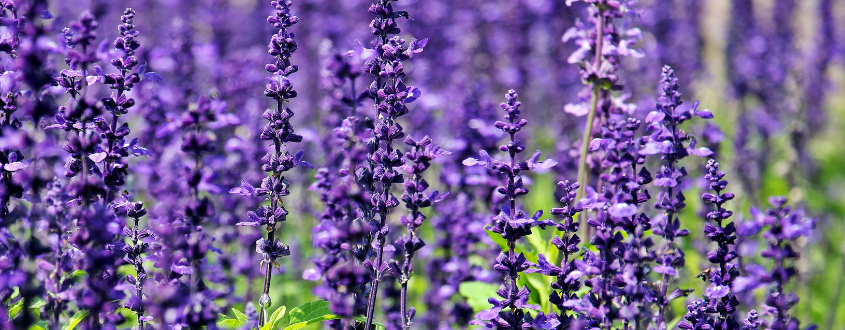 Lavender's 3 Great Benefits